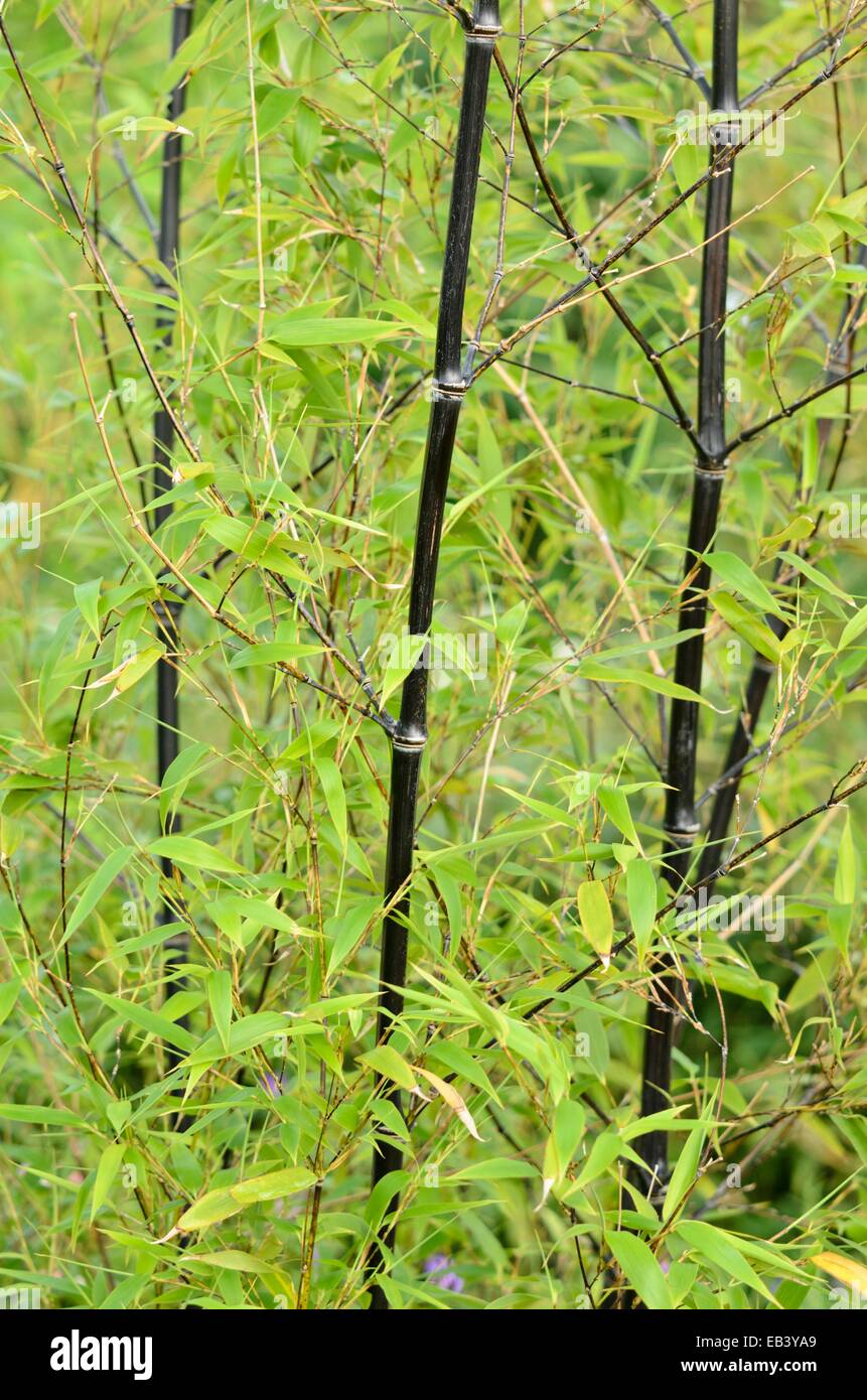 Black bamboo (phyllostachys nigra) Foto Stock