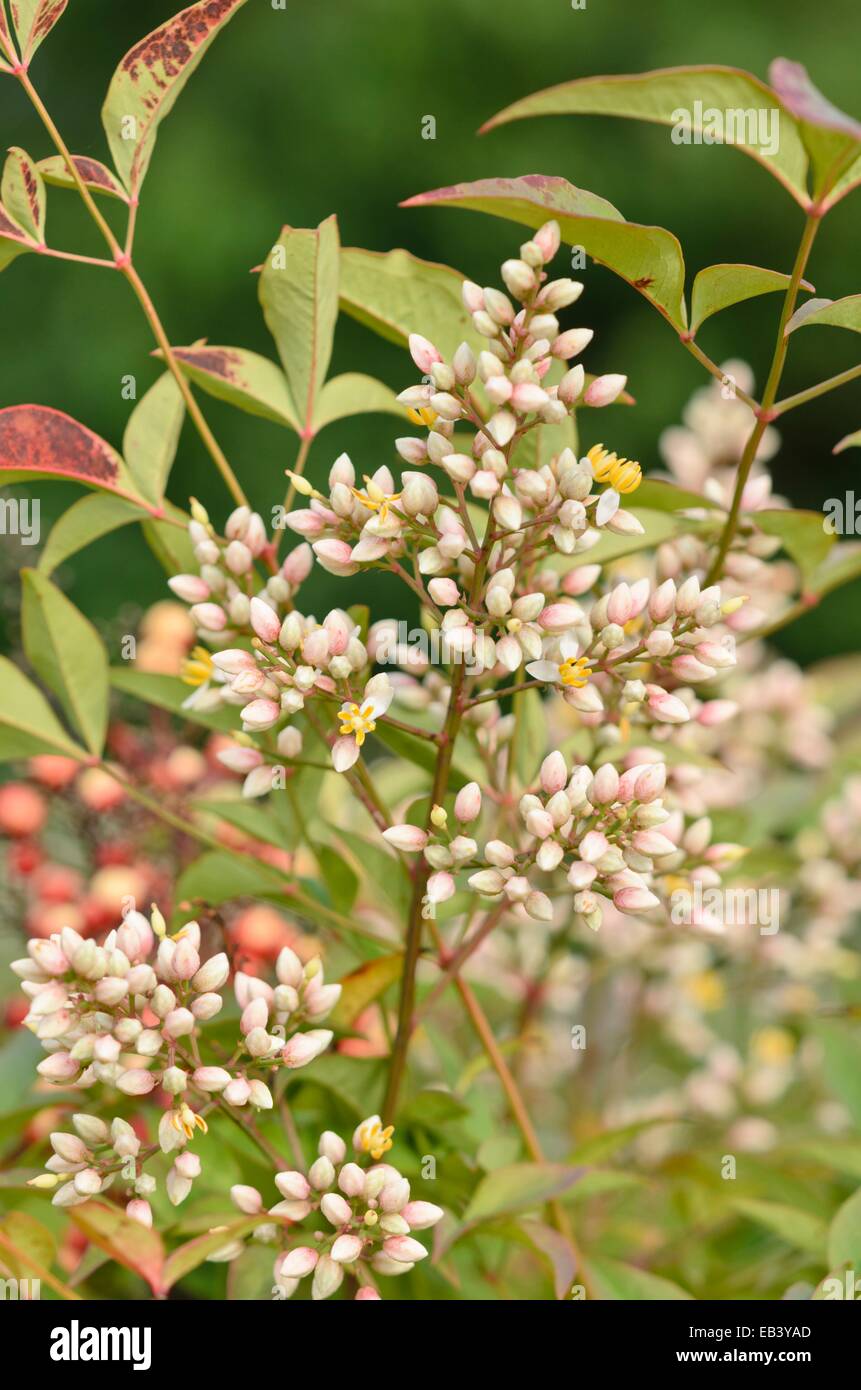 Bambù sacro (Nandina domestica) Foto Stock