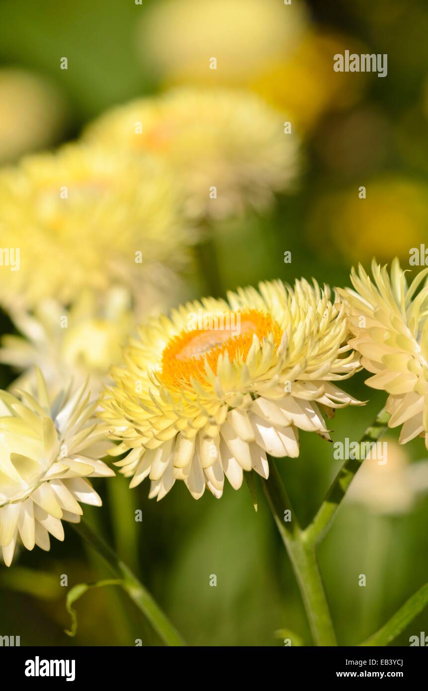 Golden everlasting (xerochrysum bracteatum syn. helichrysum bracteatum) Foto Stock