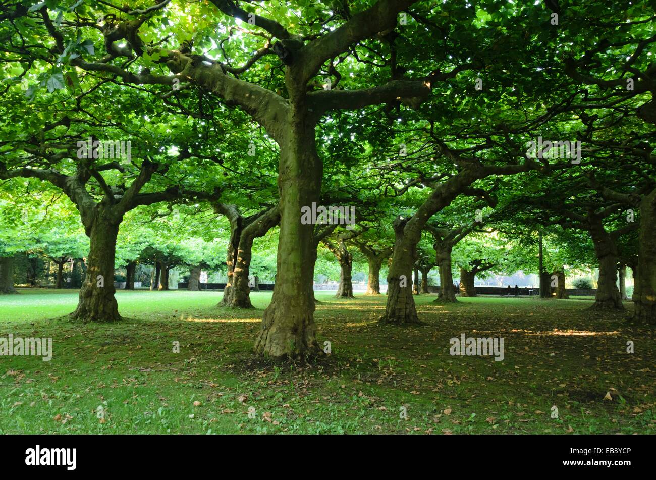 Piani (platanus) Foto Stock