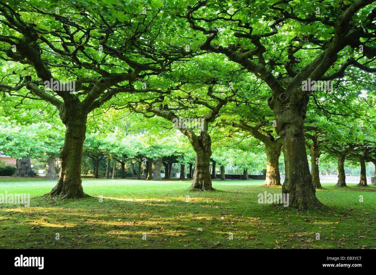 Piani (platanus) Foto Stock