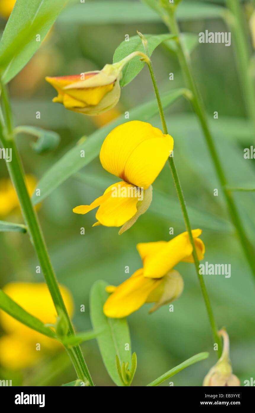 Sunn canapa (crotalaria juncea) Foto Stock