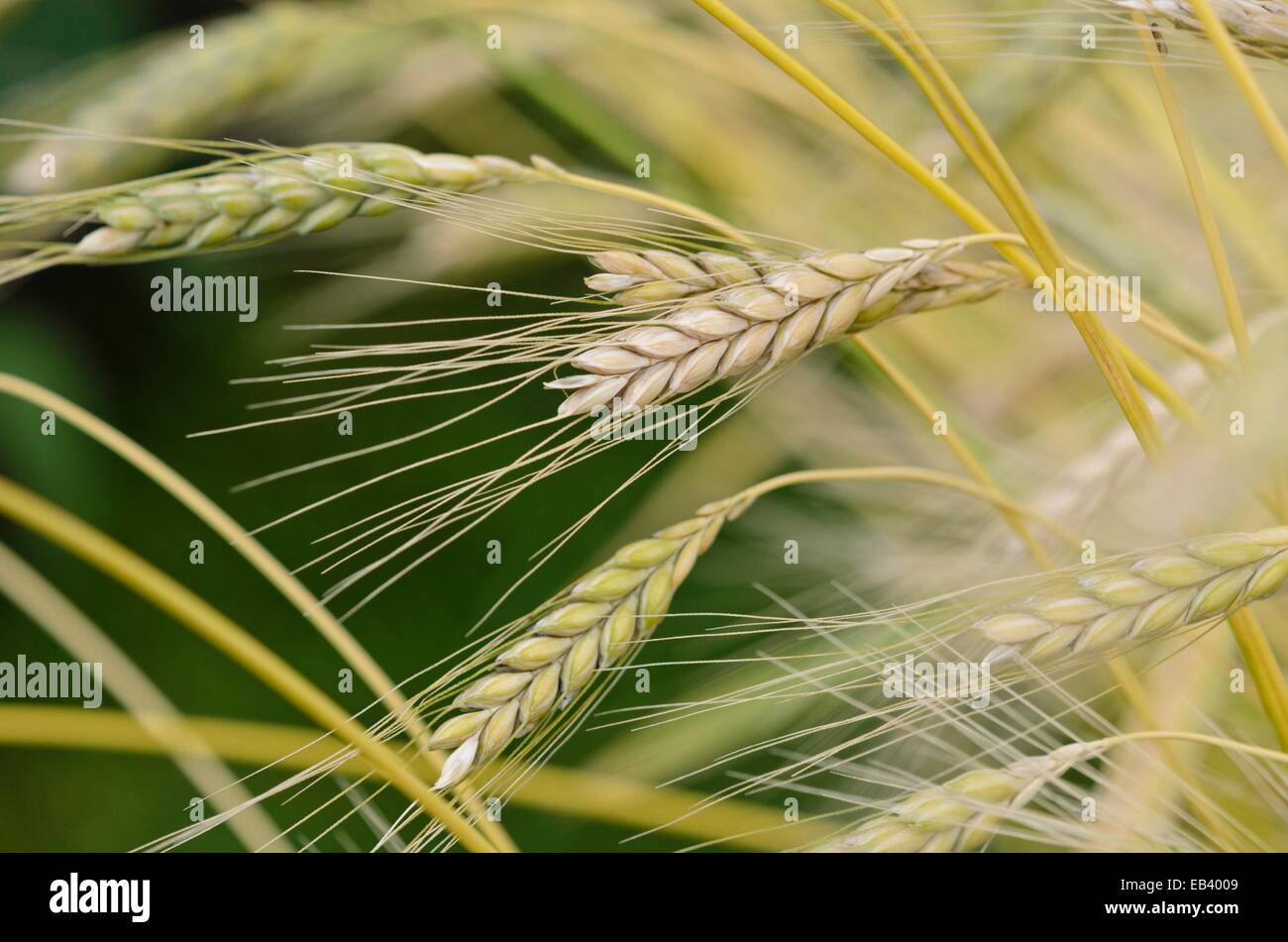 Il farro (triticum dicoccum 'weißer sommer') Foto Stock