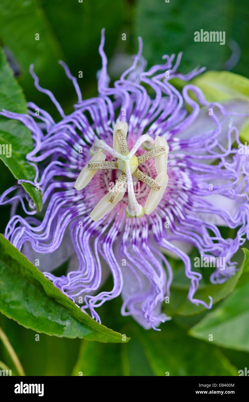 Viola fiore della passione (Passiflora incarnata) Foto Stock