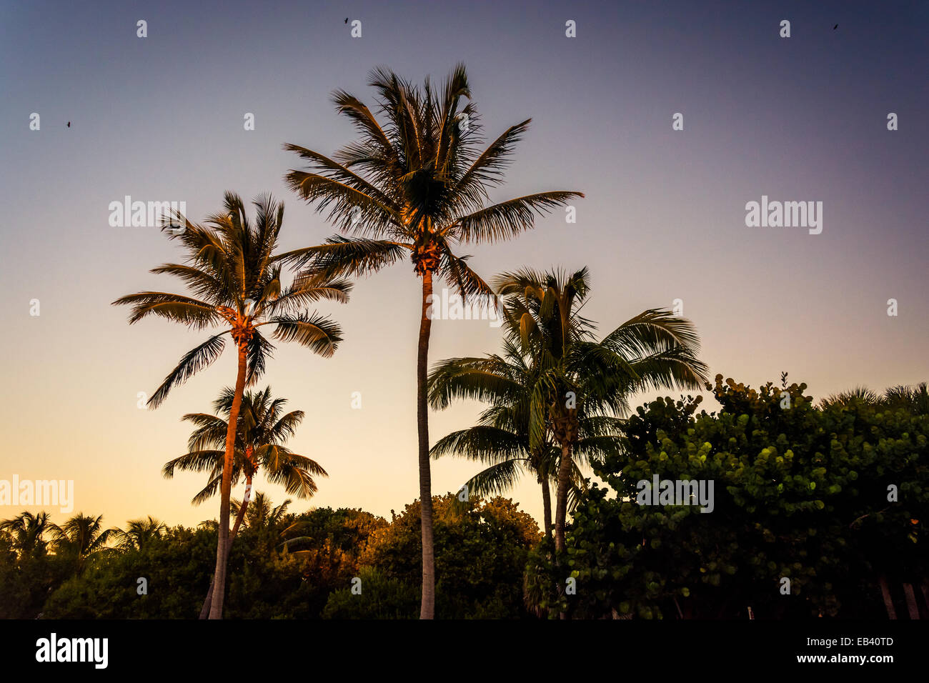 Luce della Sera su palme sulla Singer Island, Florida. Foto Stock