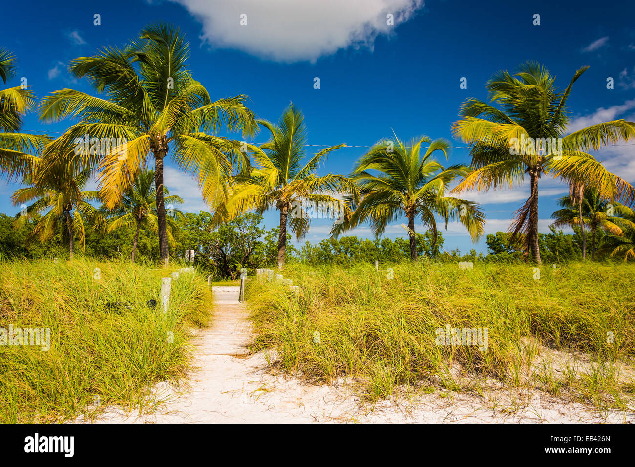 Palme e percorso spiaggia a Smathers Beach, Key West, Florida. Foto Stock