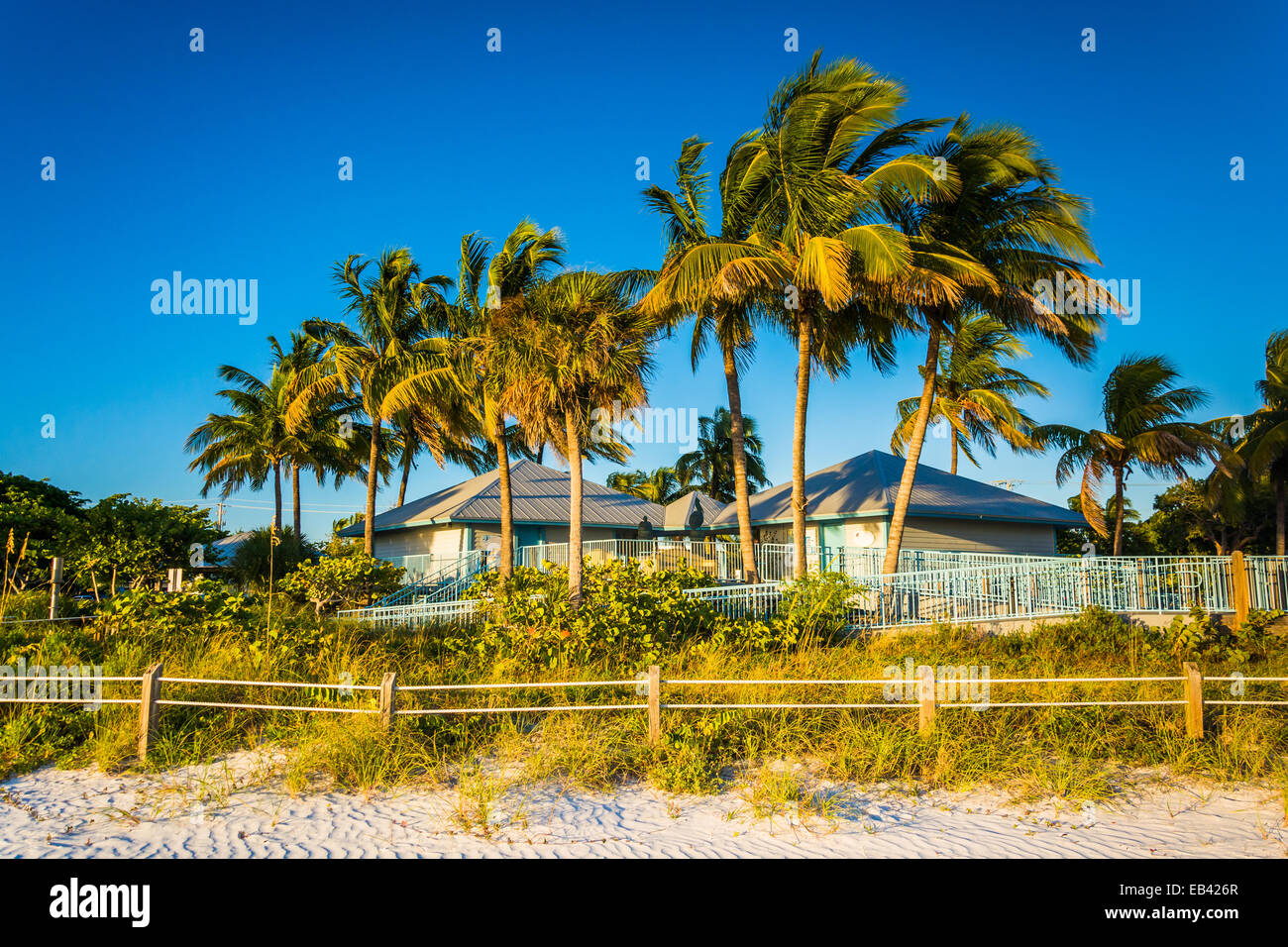 Alberi di palma e di costruire sulla spiaggia di Fort Myers Beach, Florida. Foto Stock