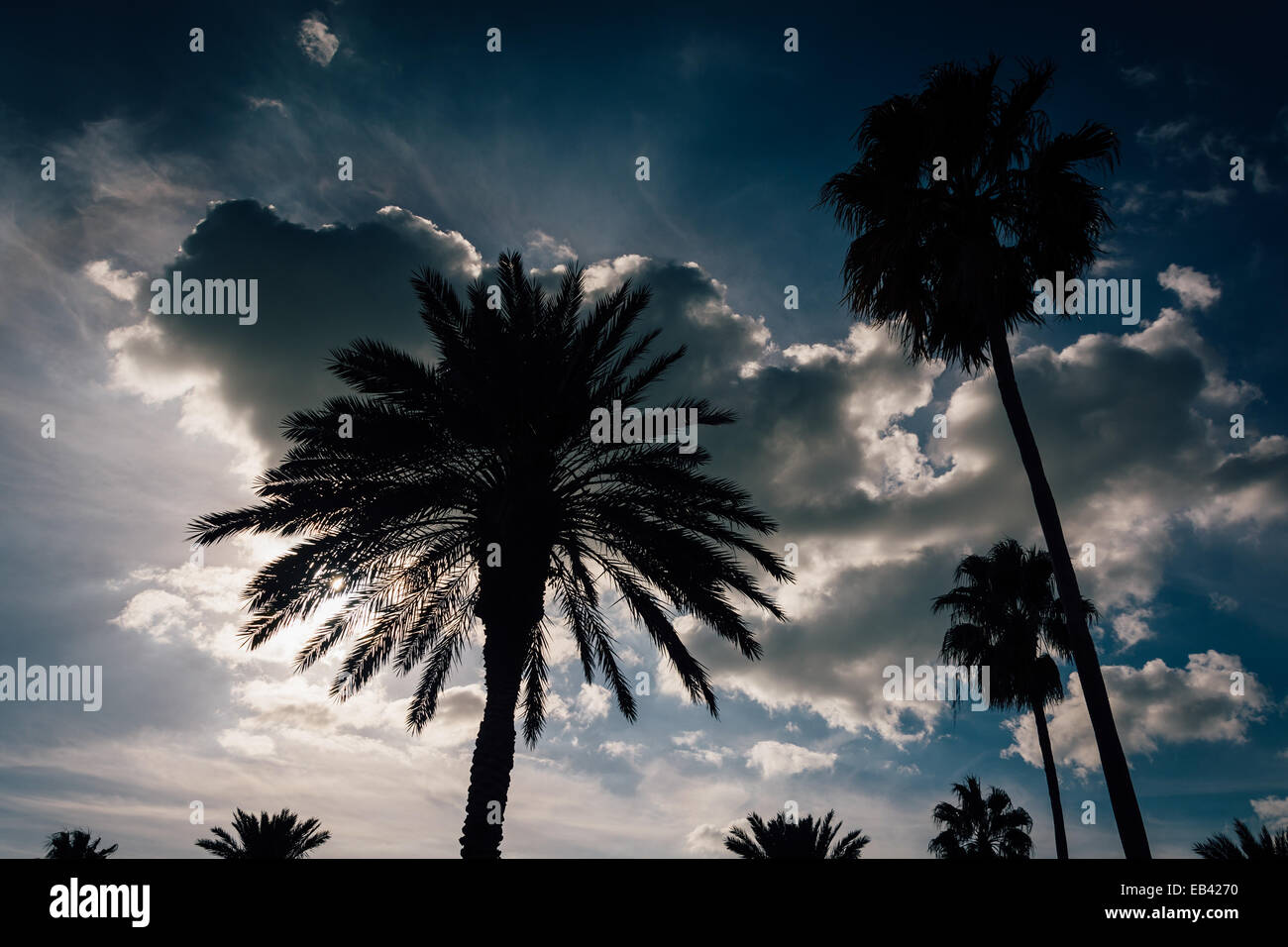 Le palme e le nuvole in Clearwater Beach, Florida. Foto Stock