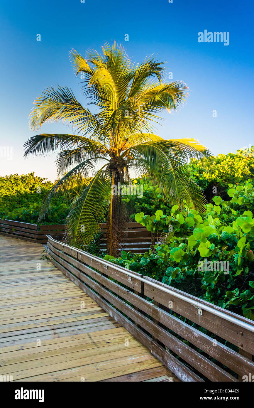 Palm tree lungo una passerella a Isola di Jupiter, Florida. Foto Stock