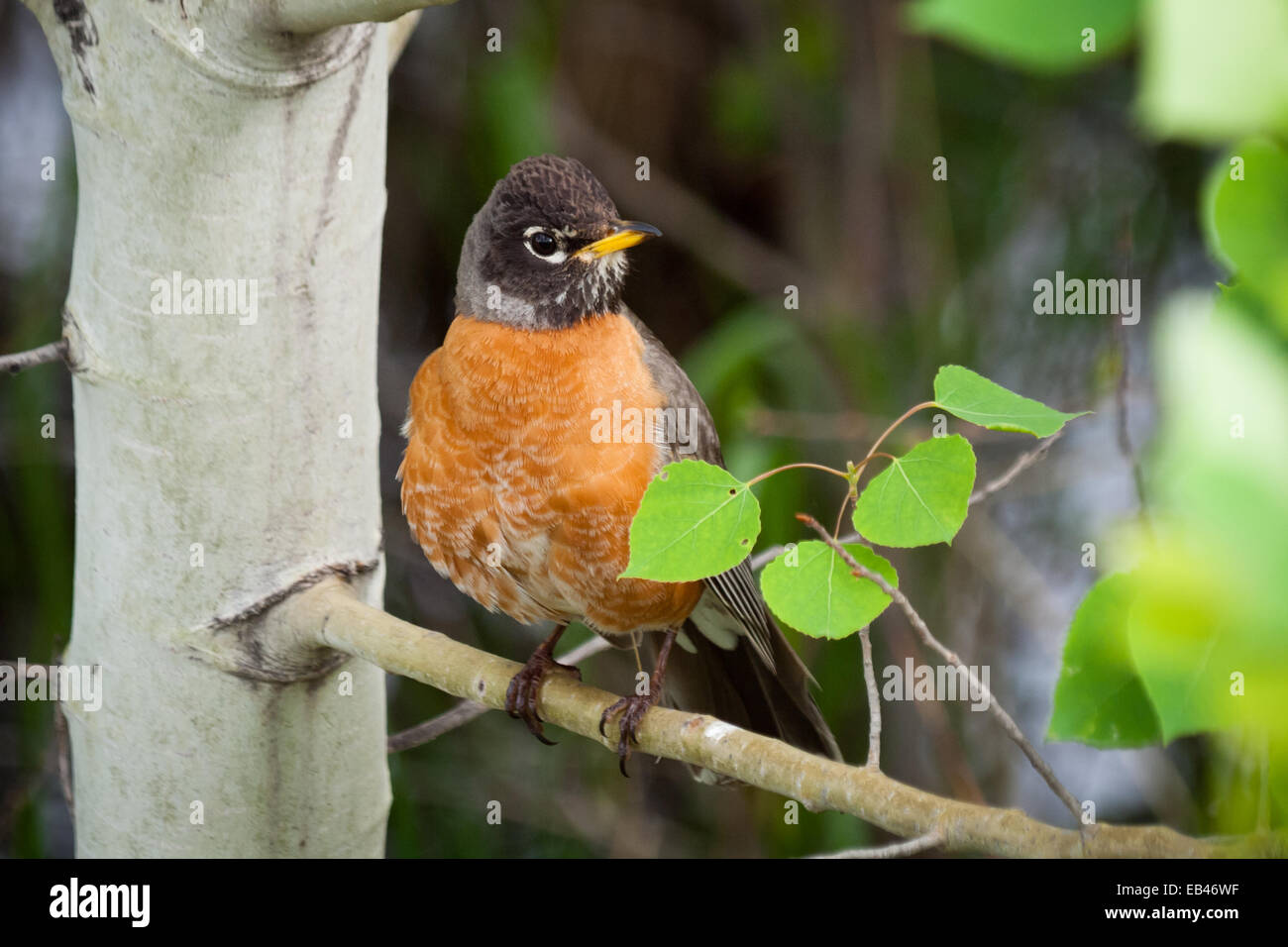 Un maschio di American robin (Turdus migratorius) sorge arroccato su un tremore Aspen (Populus tremuloides) in primavera. In Canada. Foto Stock