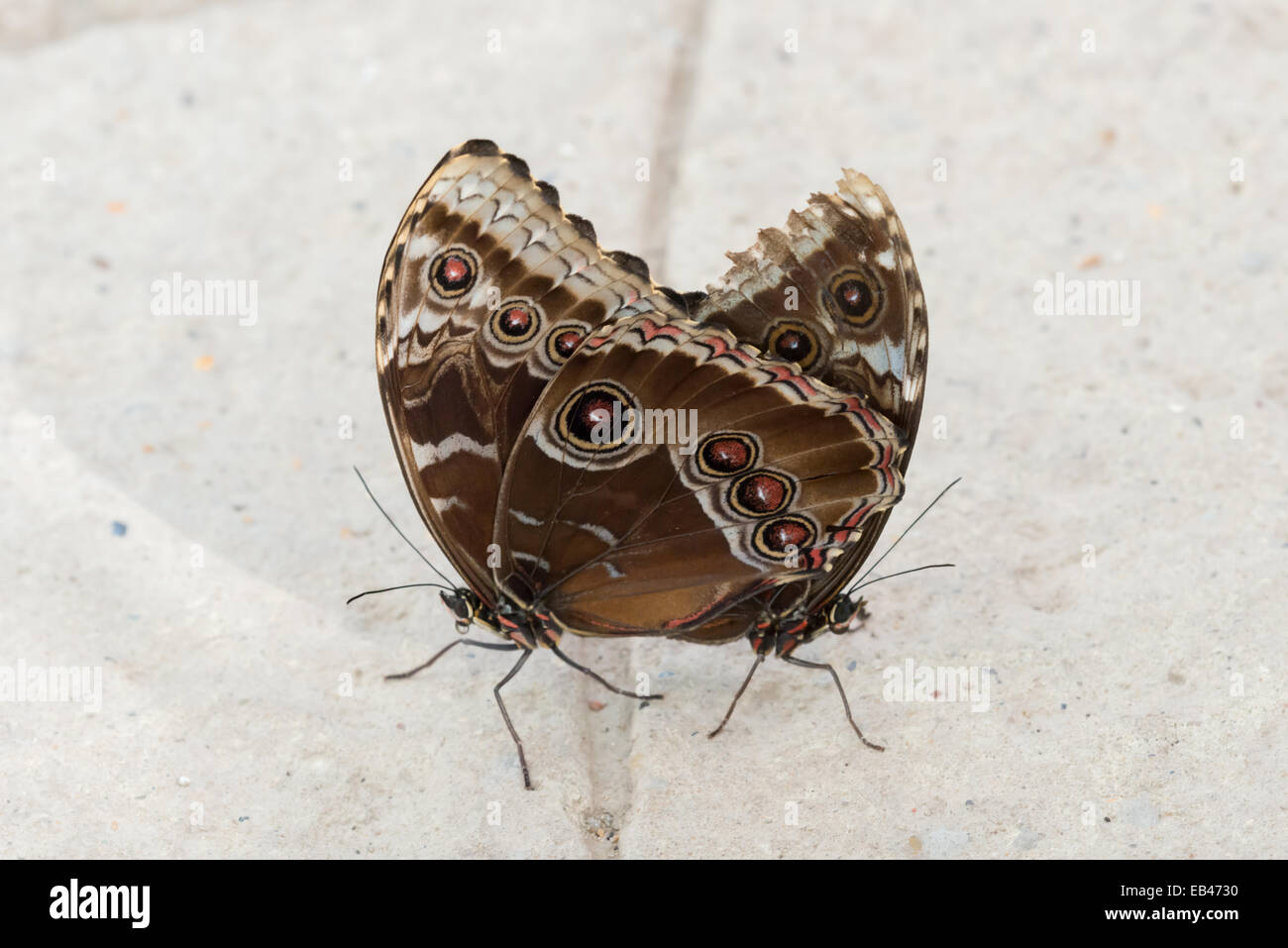 Blue morpho - Morpho peleides {genere morfo} Foto Stock