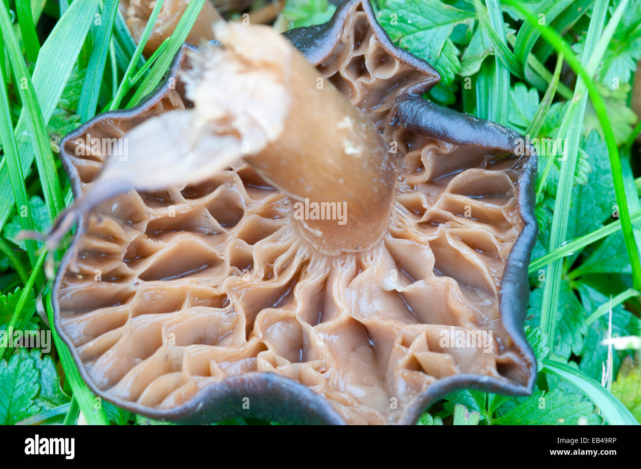 Uno dei funghi Cavalier, una specie di pascolo prese a Cheshunt, Herts mostra distorta branchie probabilmente a causa della pioggia Foto Stock