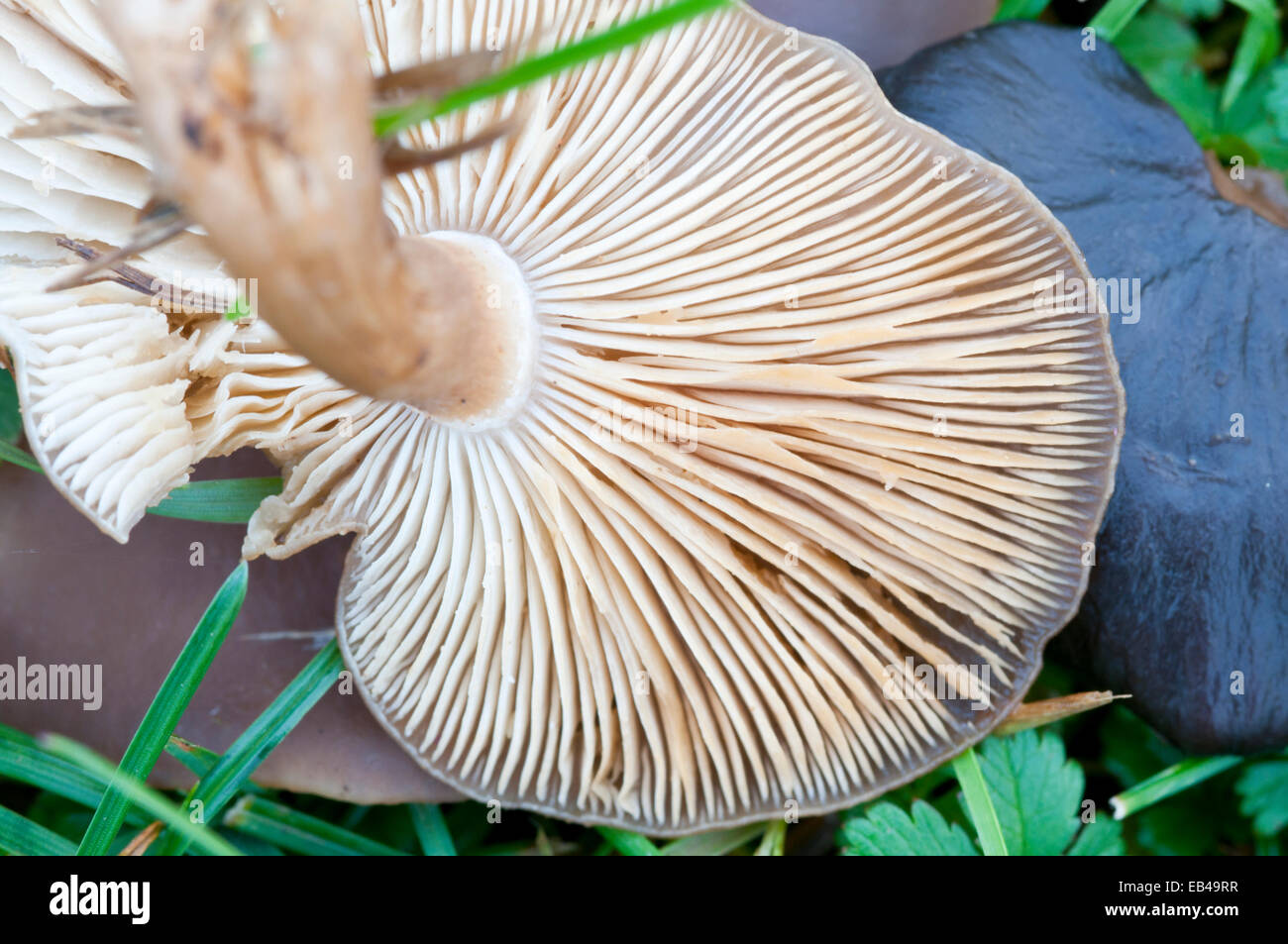 Uno dei funghi Cavalier, una specie di pascolo prese a Cheshunt, Herts con normale branchie Foto Stock