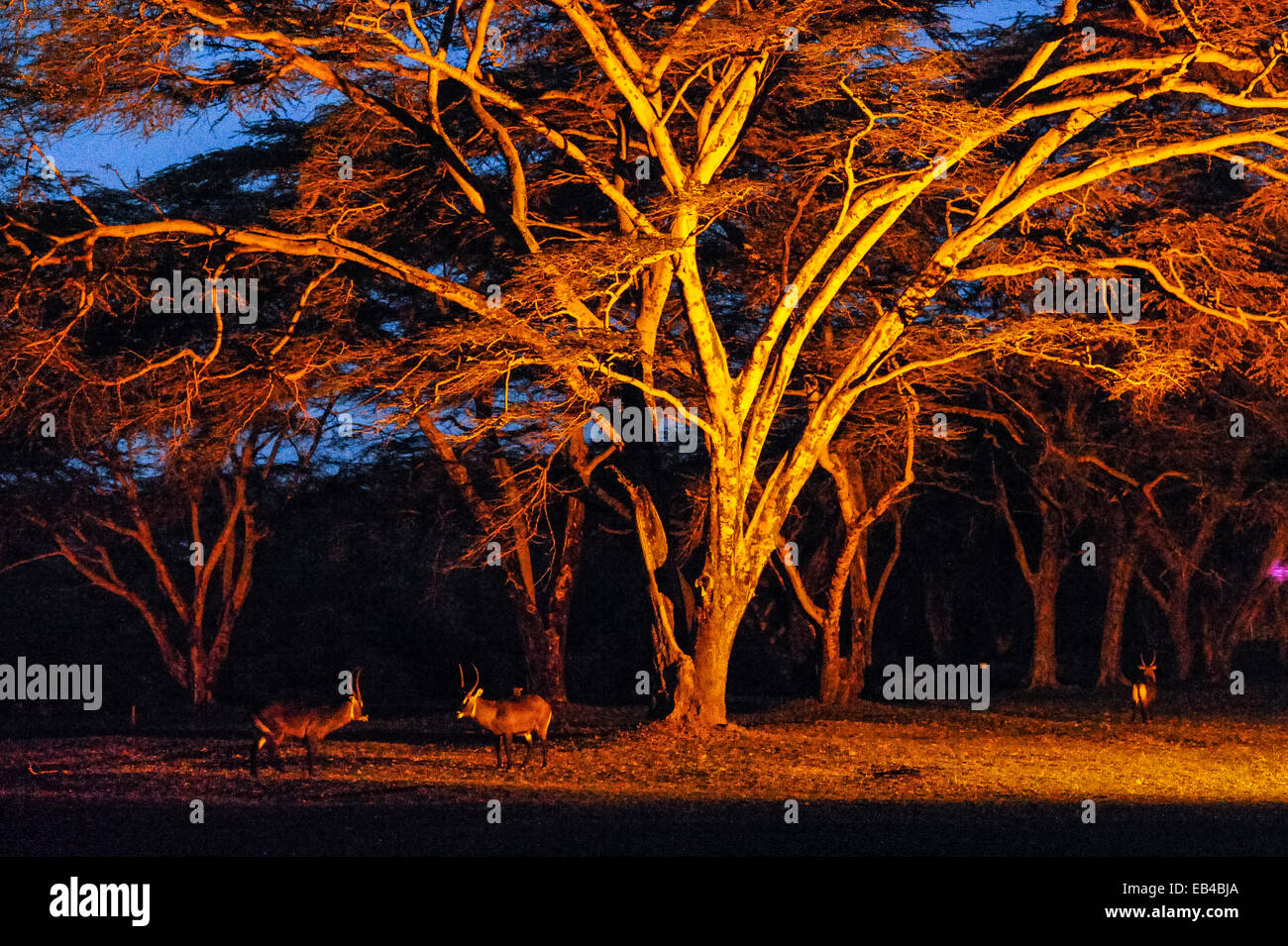 Waterbuck raccogliere sotto un enorme albero di acacia illuminato da un proiettore a un safari lodge. Foto Stock
