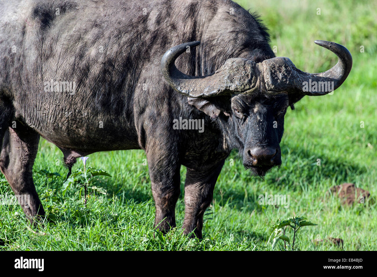 Un robusto bufalo africano di pascolare su una pianura di Savannah all'alba. Foto Stock