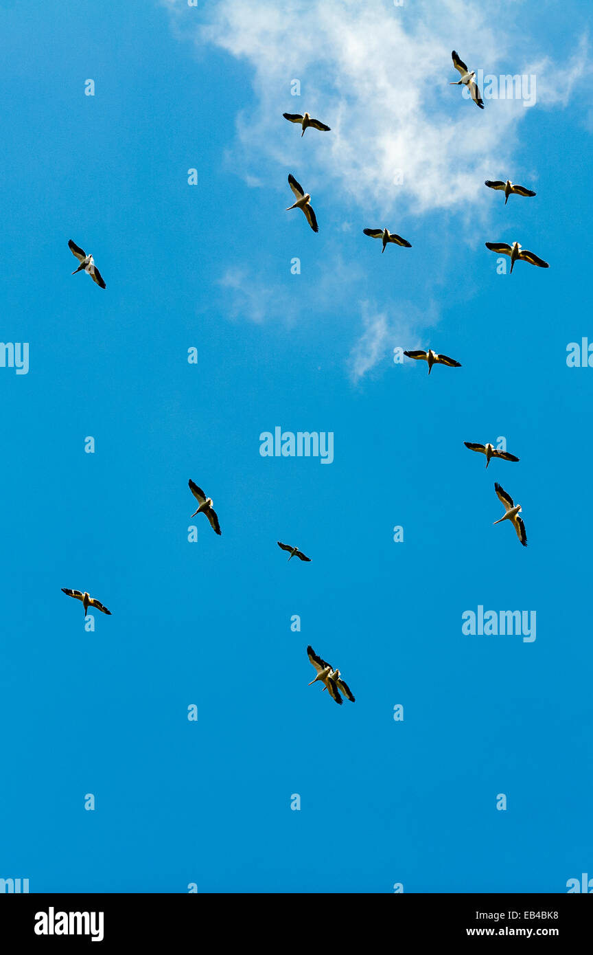 Un gregge di grande pellicani bianchi volteggiare in aria termica correnti in un cielo blu chiaro. Foto Stock