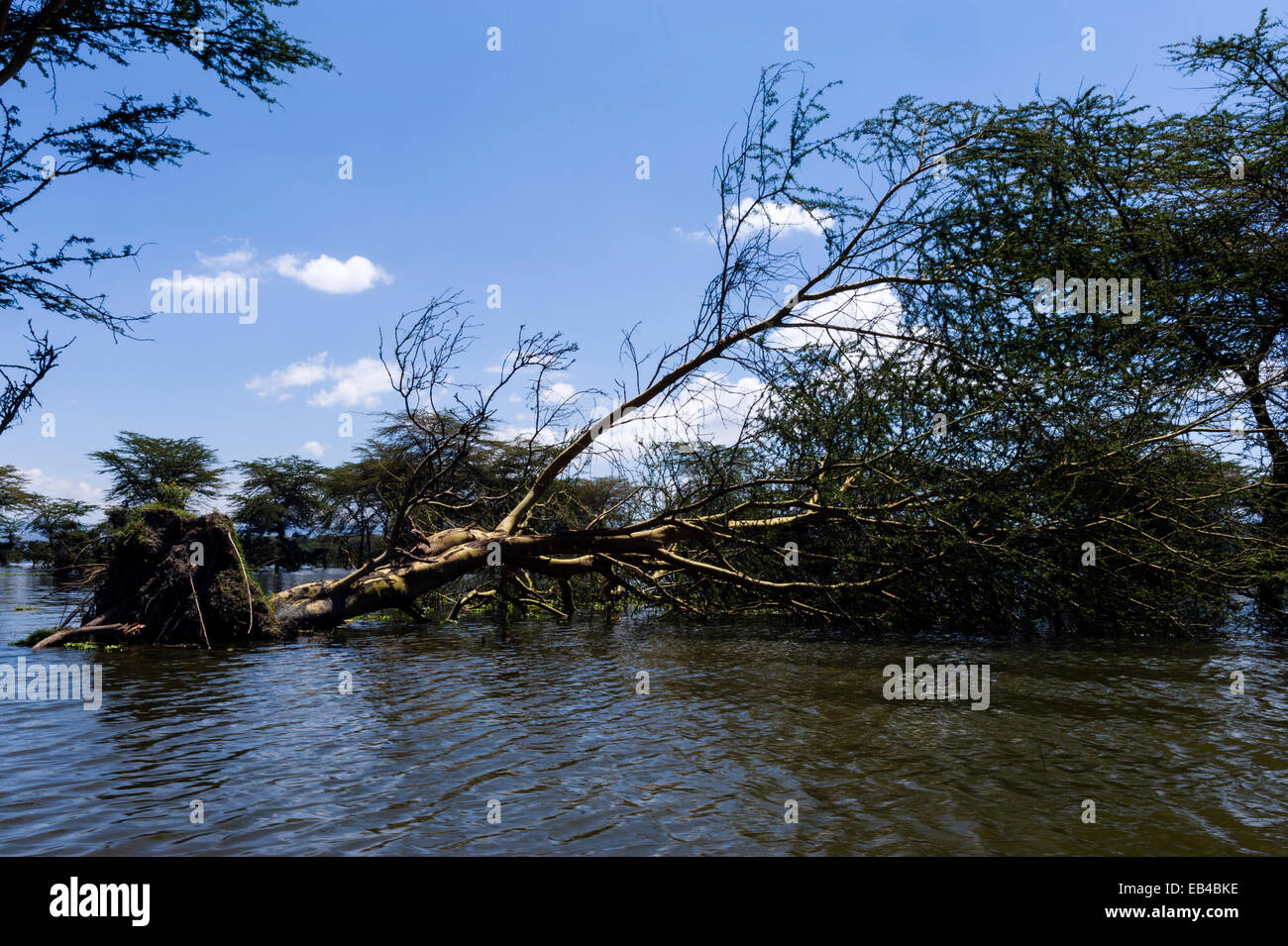 Un albero di Acacia rovesciato dalle acque di esondazione in un lago di acqua dolce. Foto Stock