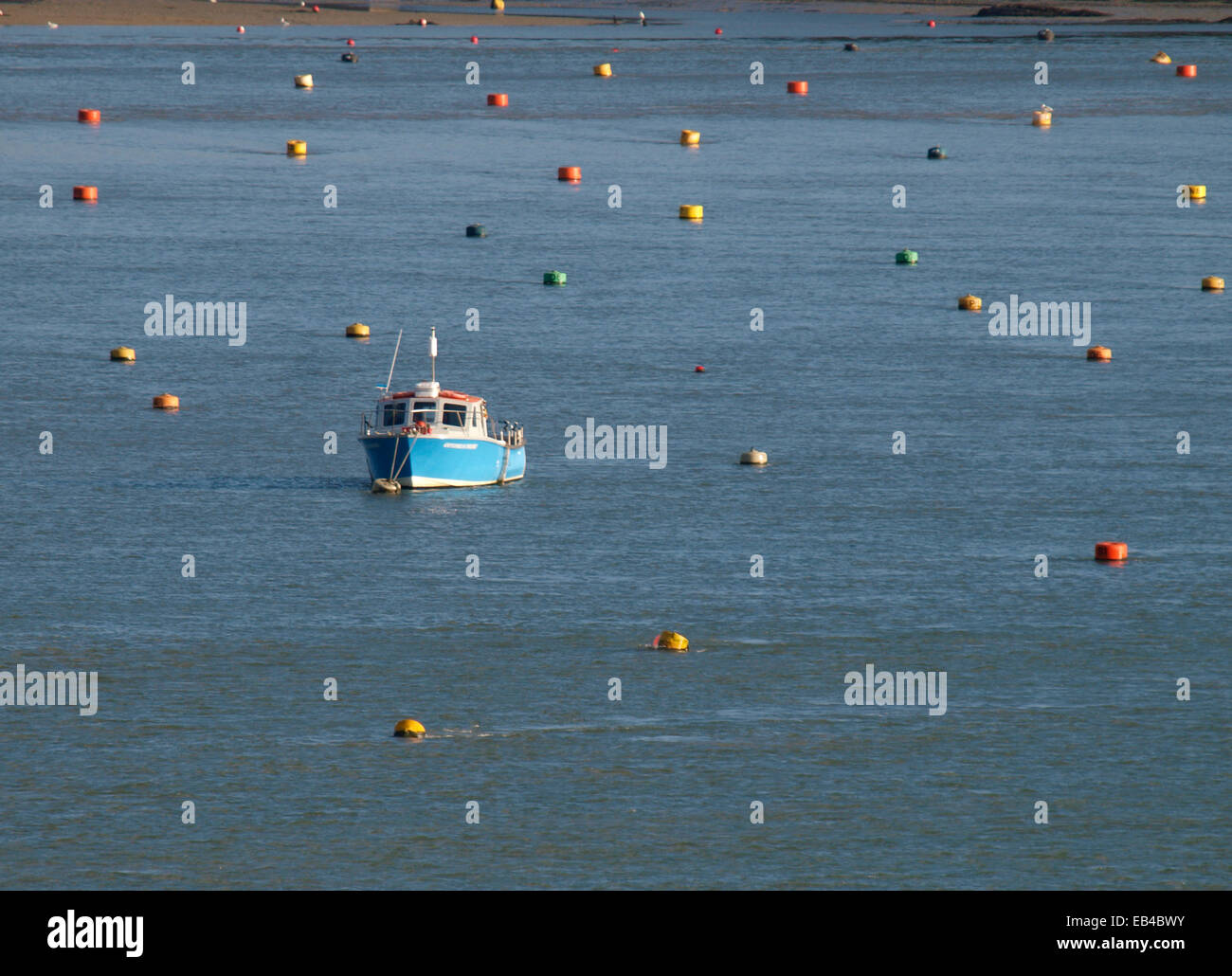 Singolo battello tra lotti di boe di ormeggio sul cammello estuario al Rock, Cornwall, Regno Unito Foto Stock