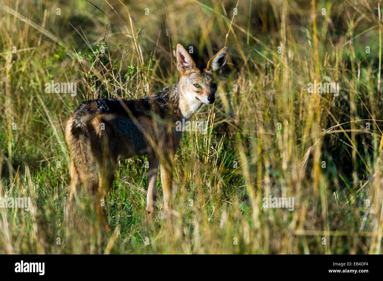 Un golden jackal coetanei sospettoso anche se l'erba alta sulla pianura di Savannah. Foto Stock