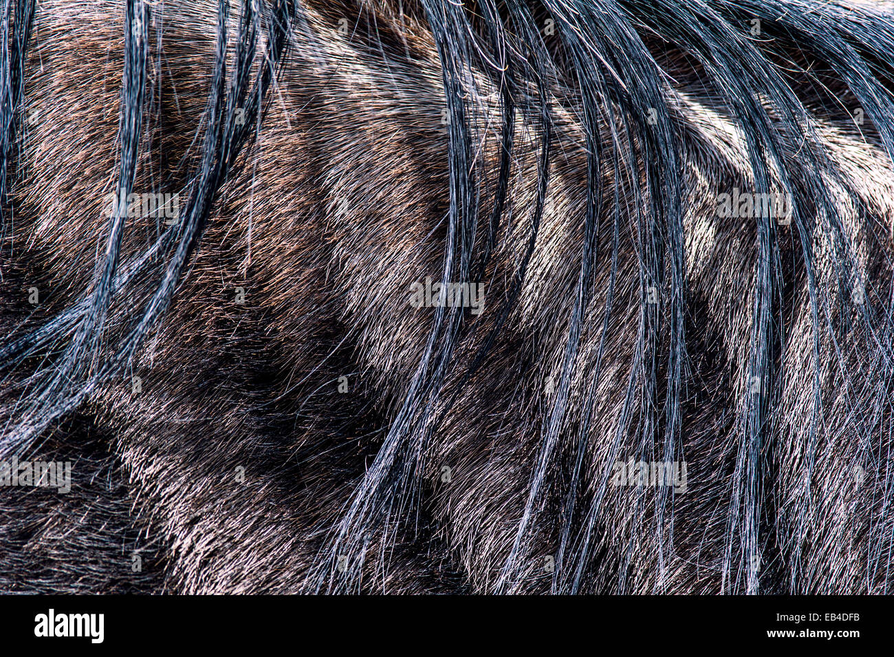 Il wispy criniera di capelli di un blu gnu appendere in tutta la sua spalla. Foto Stock