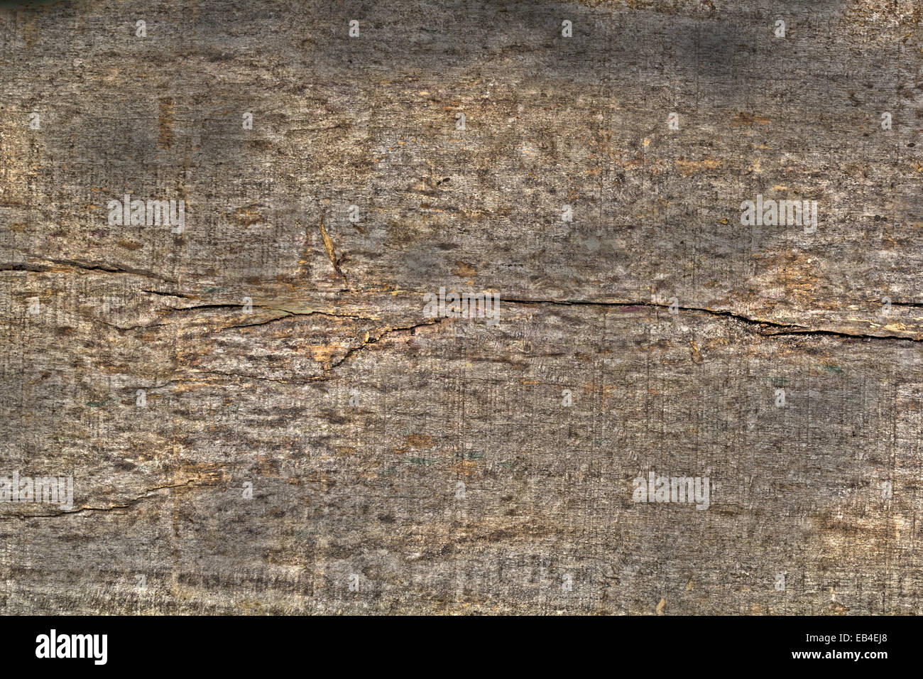 La texture di abbaio di legno utilizzare come sfondo naturale Foto Stock