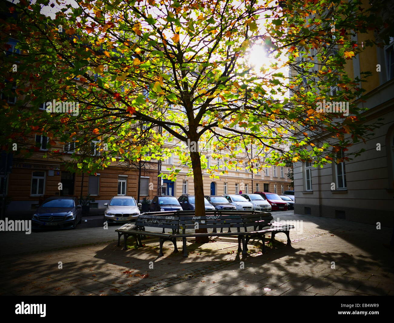 Foglie di autunno cambiando il colore giallo Foto Stock