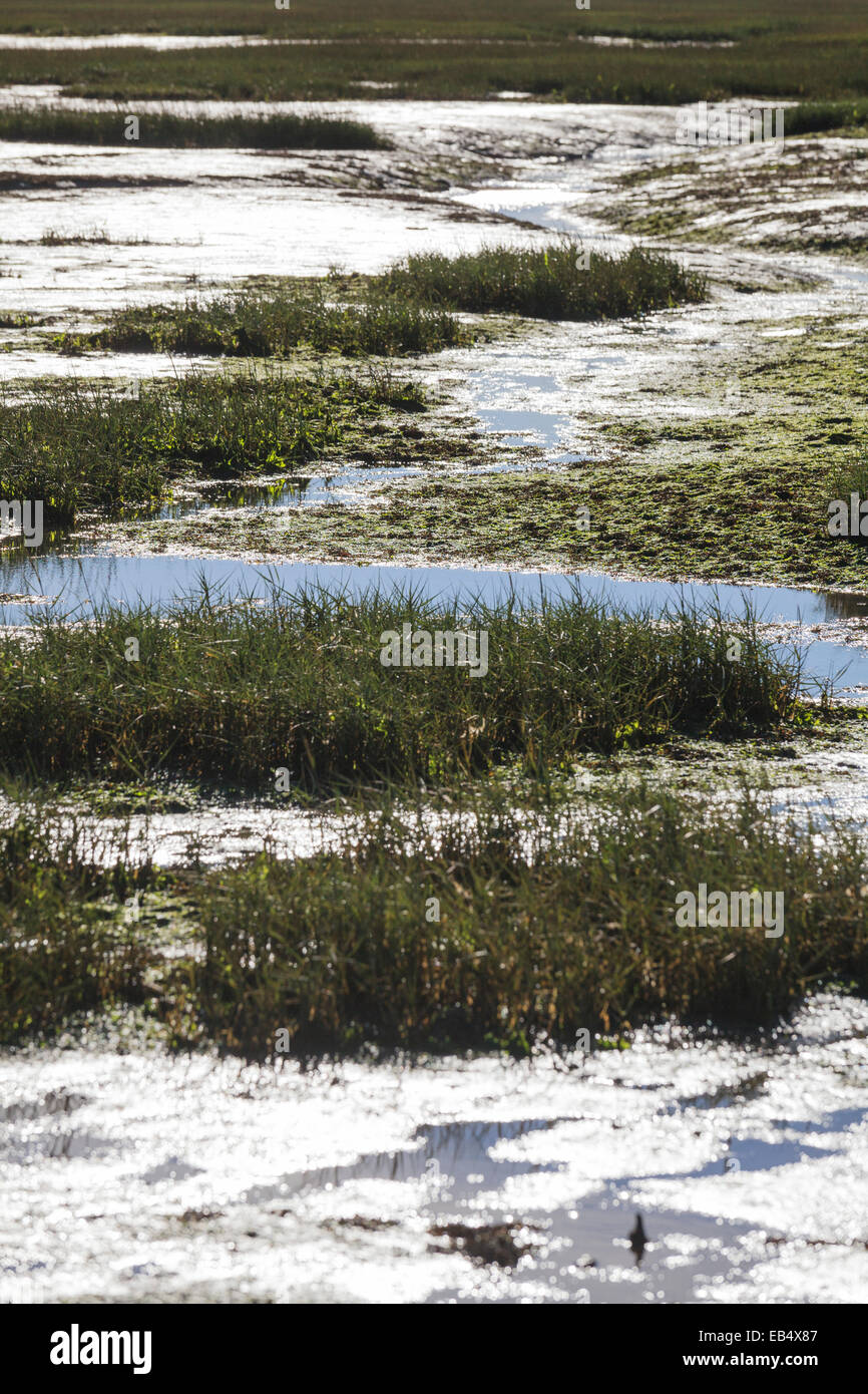 Canne in fango appartamenti a bassa marea creando un forte motivo di contrasto Foto Stock
