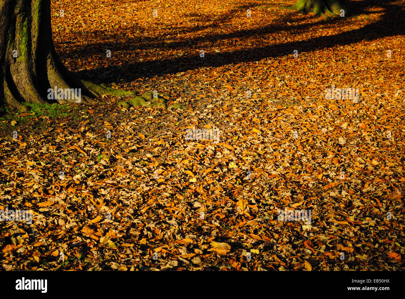 Foglie di autunno piano Foto Stock