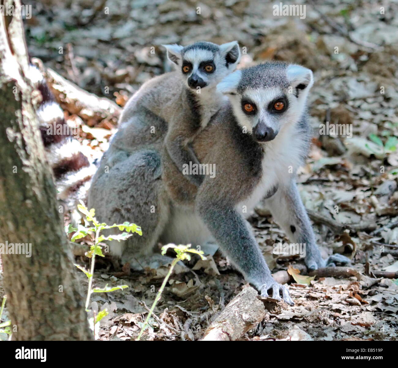 Anello-tailed lemur, lemuri catta, baby e mamma sul terreno Foto Stock