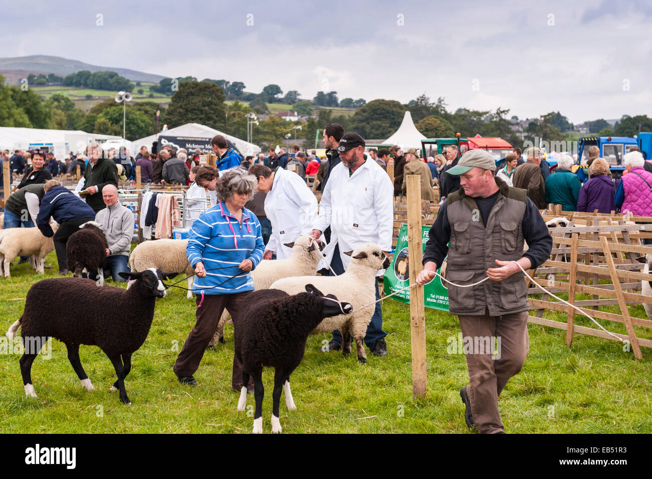 Pecore a giudicare a Reeth show , Swaledale nel Yorkshire Dales nello Yorkshire , Inghilterra , Inghilterra , Regno Unito Foto Stock