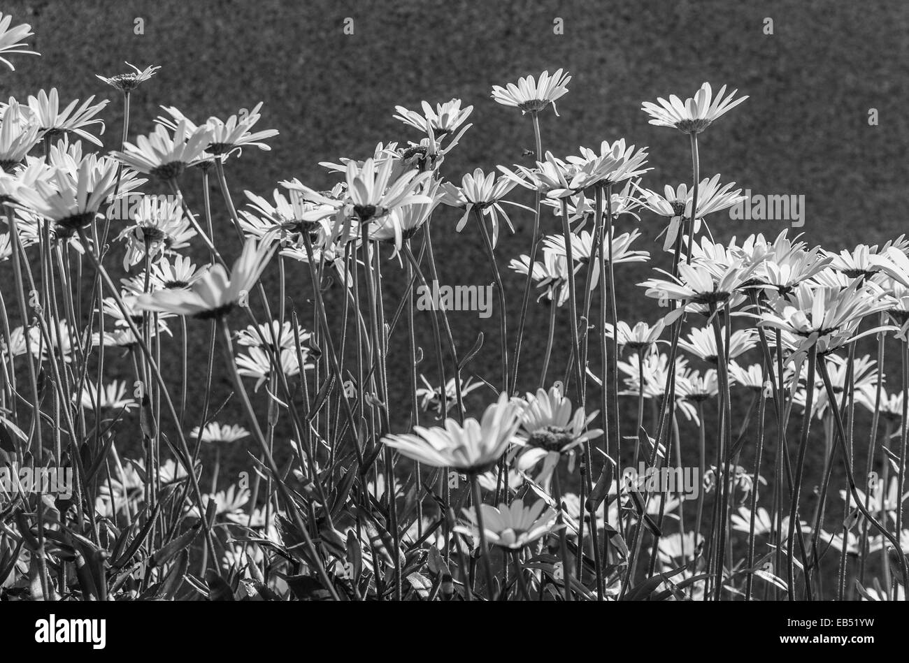 Oxeye Margherite, Leucanthemum Vulgare, contro una parete in bianco e nero. Foto Stock