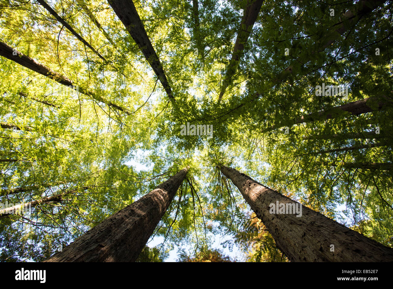 Foresta di cedro giapponese,Kawasaki Città,kanagawa, Giappone Foto Stock