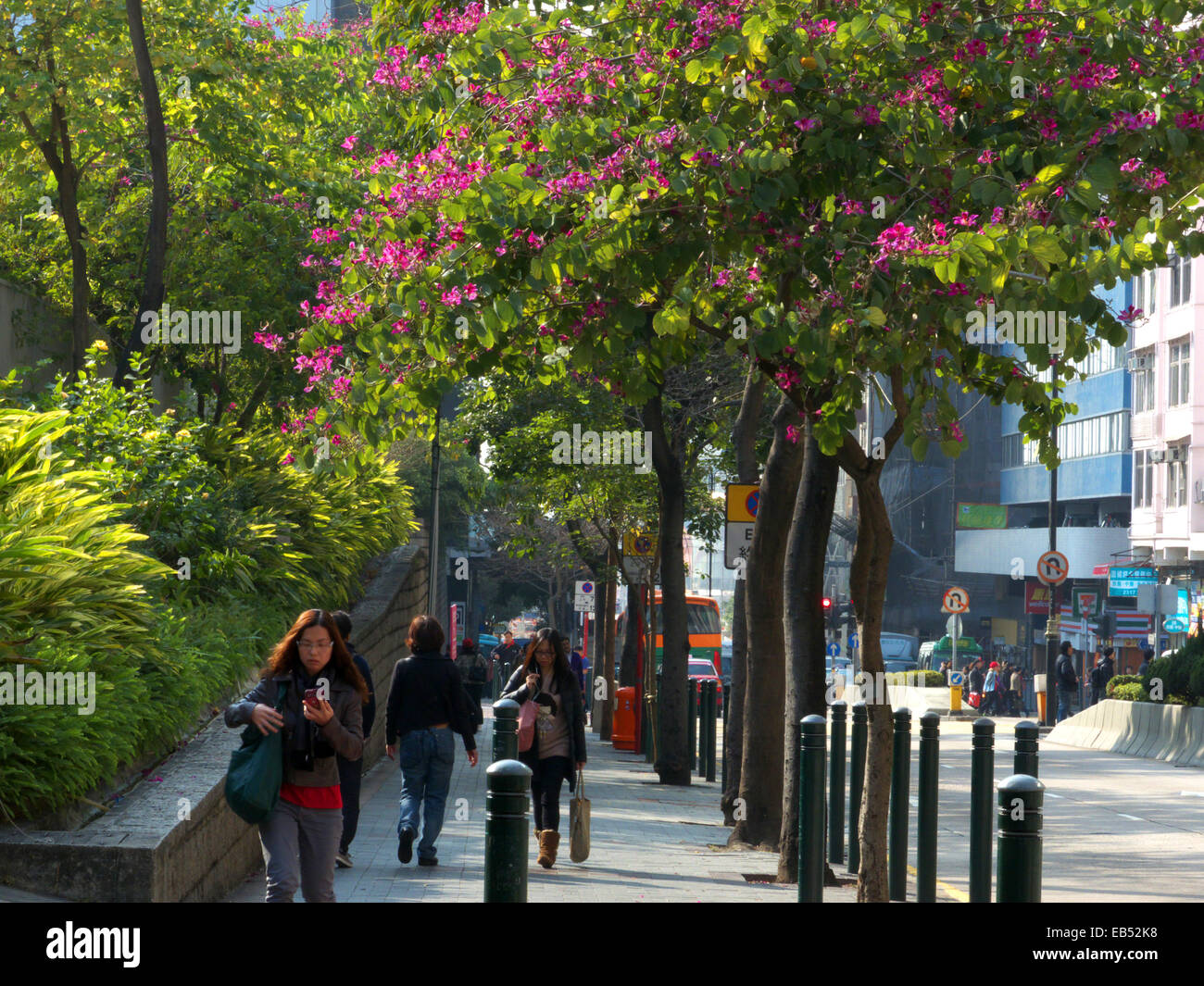Cina Hong Kong Tsim Sha Tsui Austin Road con fiore di Bauhinia albero albero delle orchidee Foto Stock