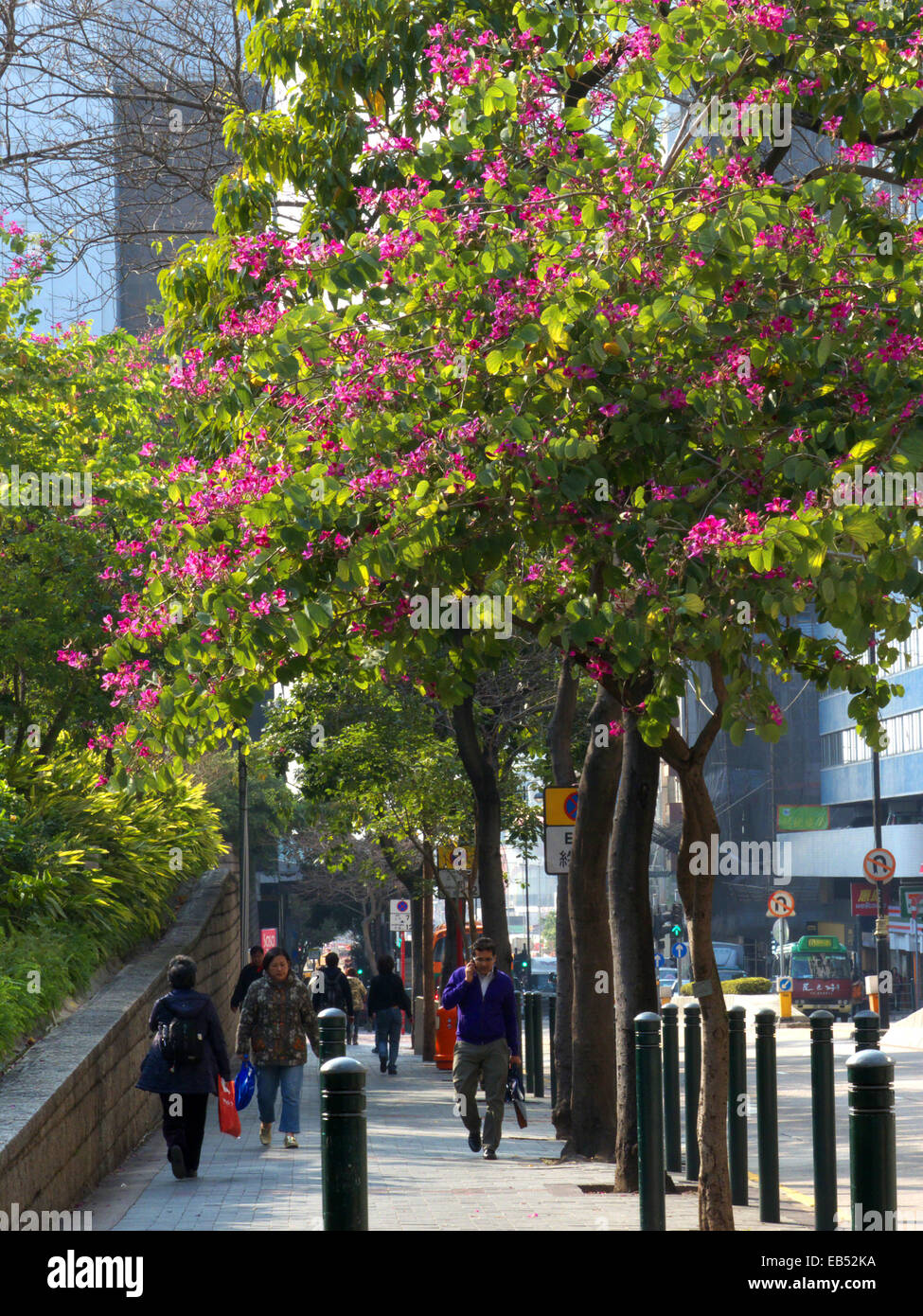 Cina Hong Kong Tsim Sha Tsui Austin Road con fiore di Bauhinia albero albero delle orchidee Foto Stock