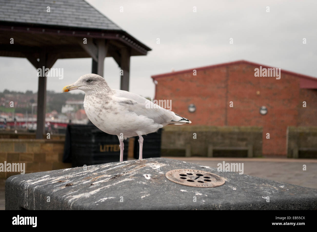 Larus argentatus Herring Gull Foto Stock