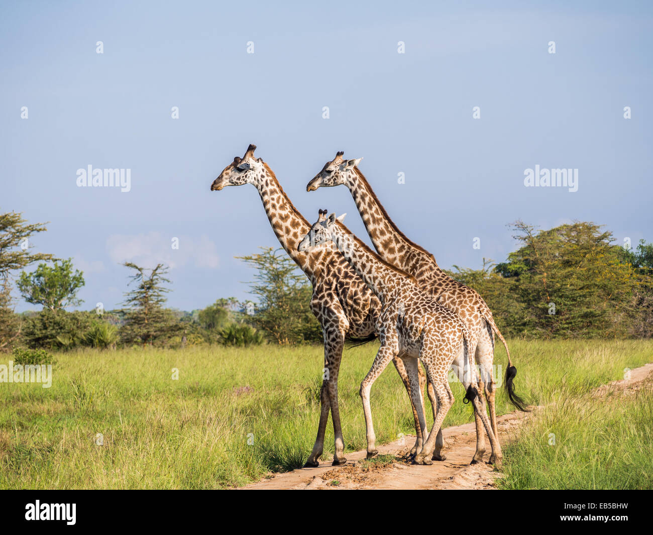 Tre le giraffe attraversare una strada sulla savana nel Parco Nazionale del Serengeti in Tanzania, Africa. Orientamento orizzontale. Foto Stock