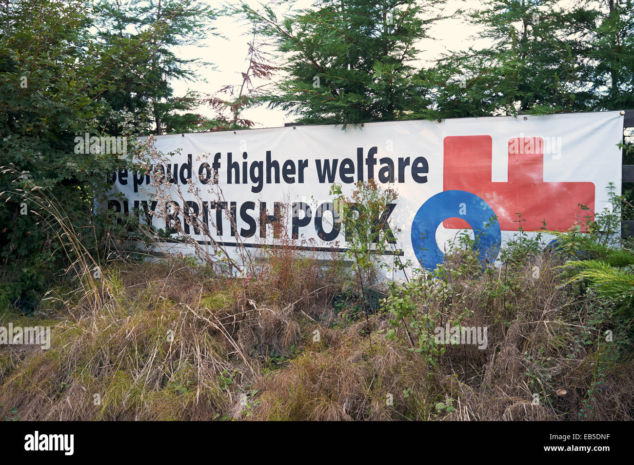 Carne di maiale britannico trattore rosso Foto Stock