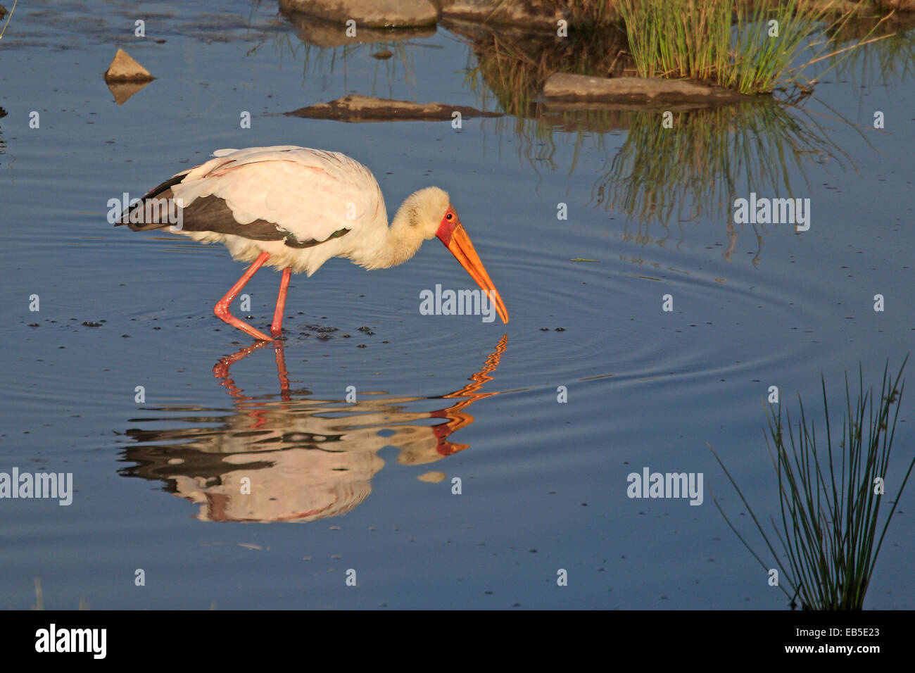 Giallo fatturati Stork alimentando in un stagno Foto Stock