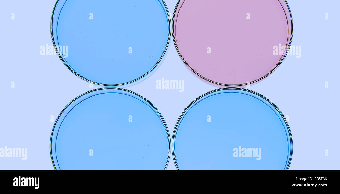 Quattro piatti di Petri isolati. Foto Stock