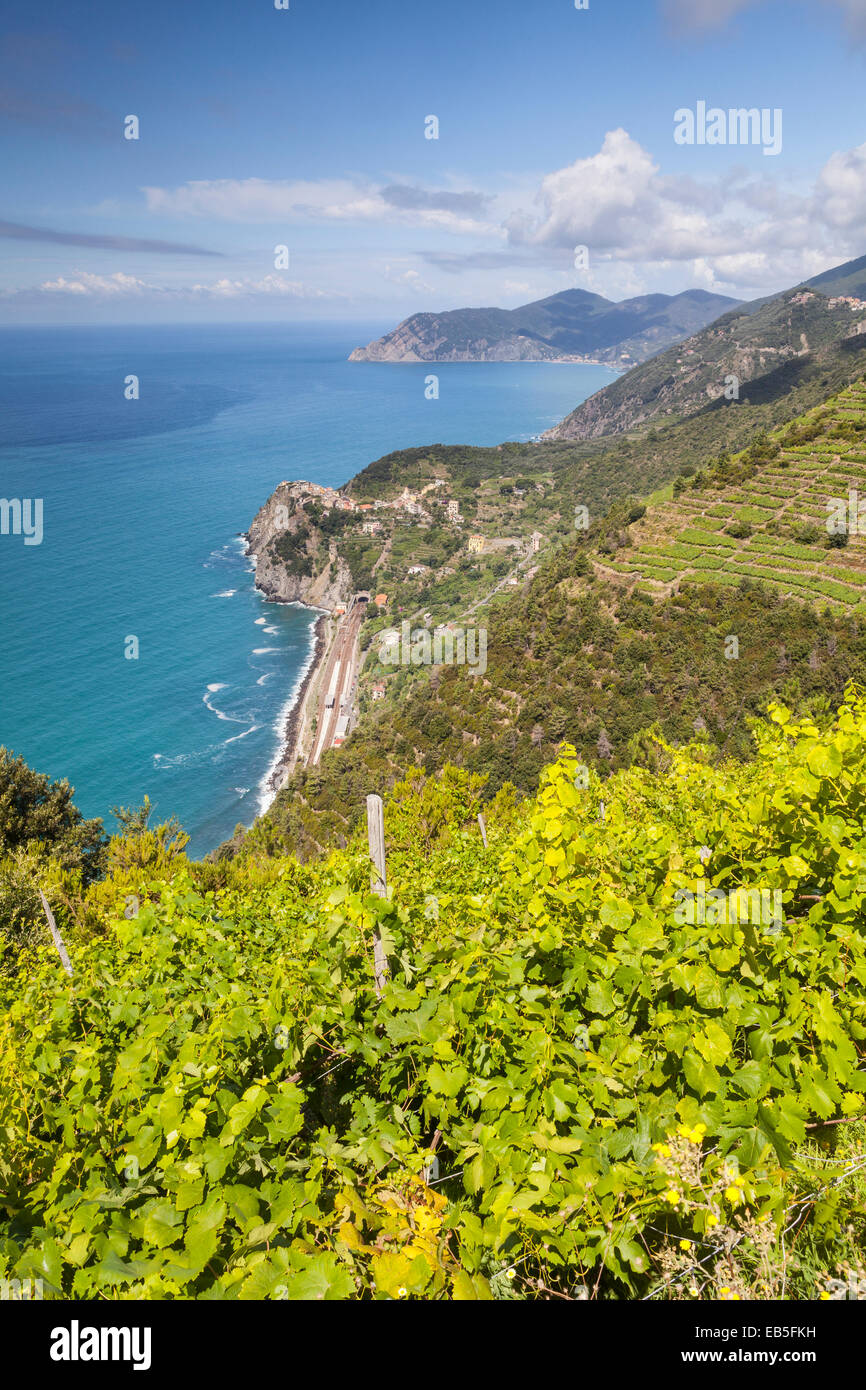 Vigneti terrazzati in Cinque Terre Liguria, Italia. L'UNESCO ha dichiarato la zona un sito del Patrimonio Mondiale. Foto Stock