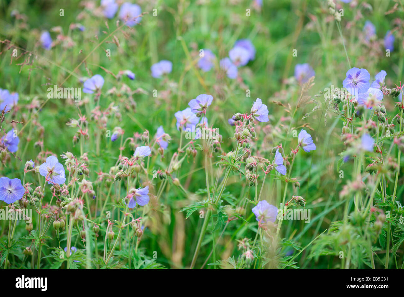 Spensierato prato cranesbill un estate millefiori Jane Ann Butler JABP Fotografia1274 Foto Stock