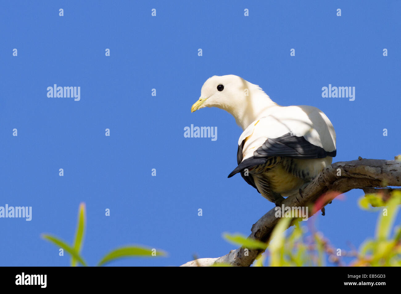 Pied Piccione imperiale (Ducula bicolore) Foto Stock