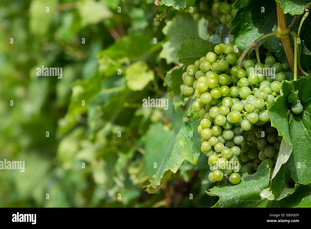 Maturazione delle uve su un vitigno in un vigneto Gers regione Francia. Midi-pirenei Foto Stock