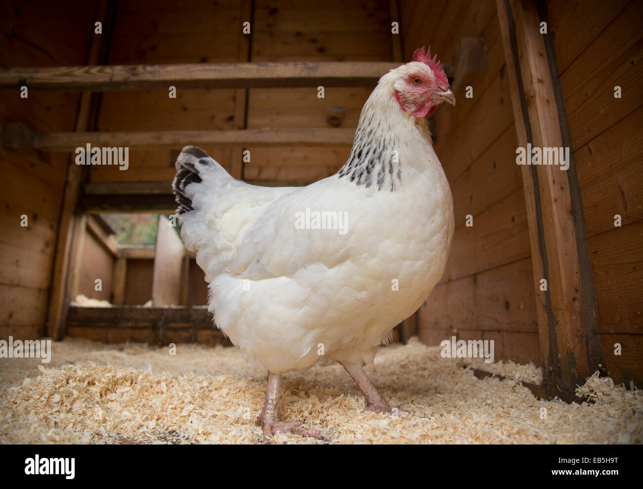 Free range Sussex cross pollo nella casa della gallina. Foto Stock