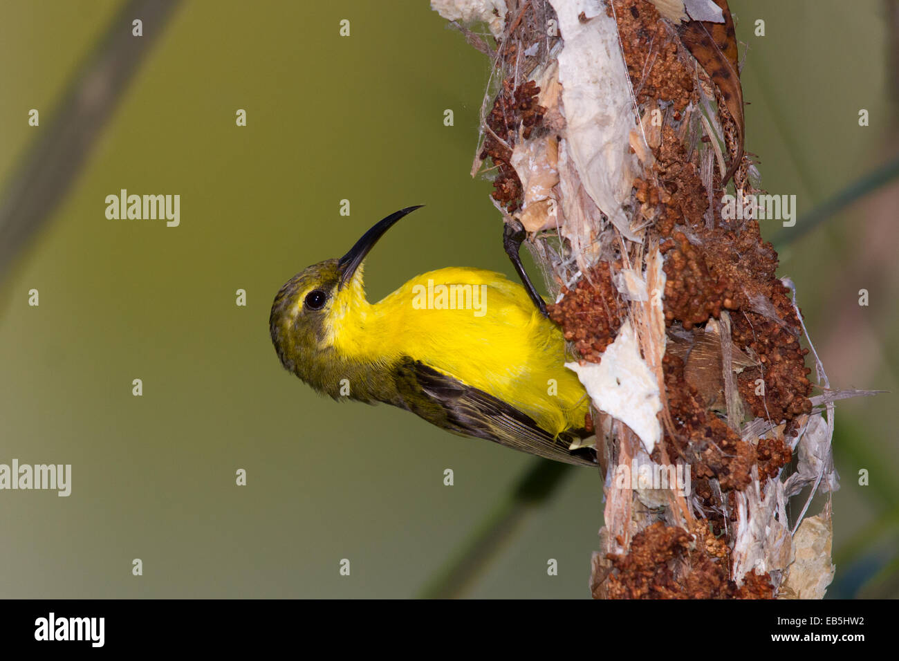 A becco giallo Sunbird (Cinnyris jugularis) raccolta di ragnatele per materiale di nesting Foto Stock