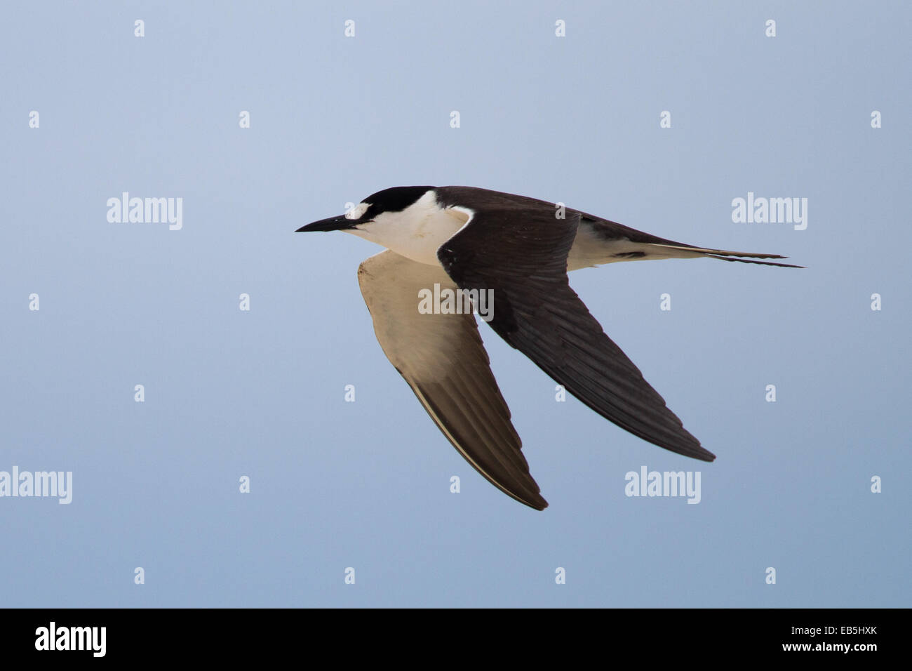 Fuligginosa Tern (sterna fuscata) - adulti in volo Foto Stock