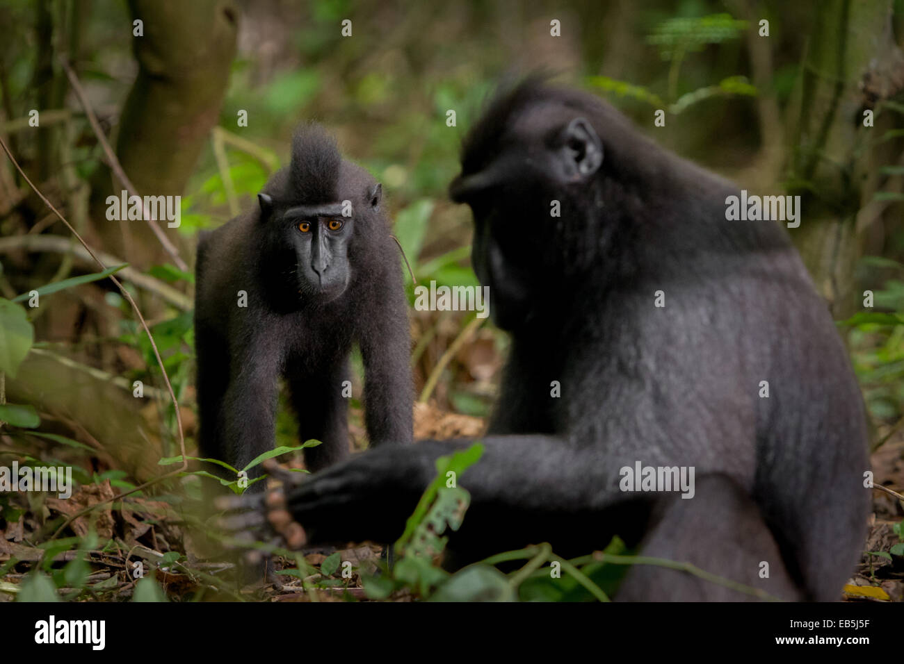 Un giovane macaco soldato nero (Macaca nigra) in primo piano di un anziano individuo nella Riserva Naturale di Tangkoko, Nord Sulawesi, Indonesia. Foto Stock