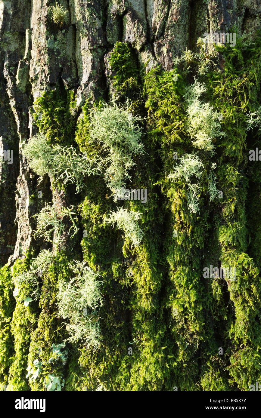 La luce radente che mostra la consistenza e la forma dei muschi e licheni sulla coppia albero tronco di una vecchia quercia Foto Stock