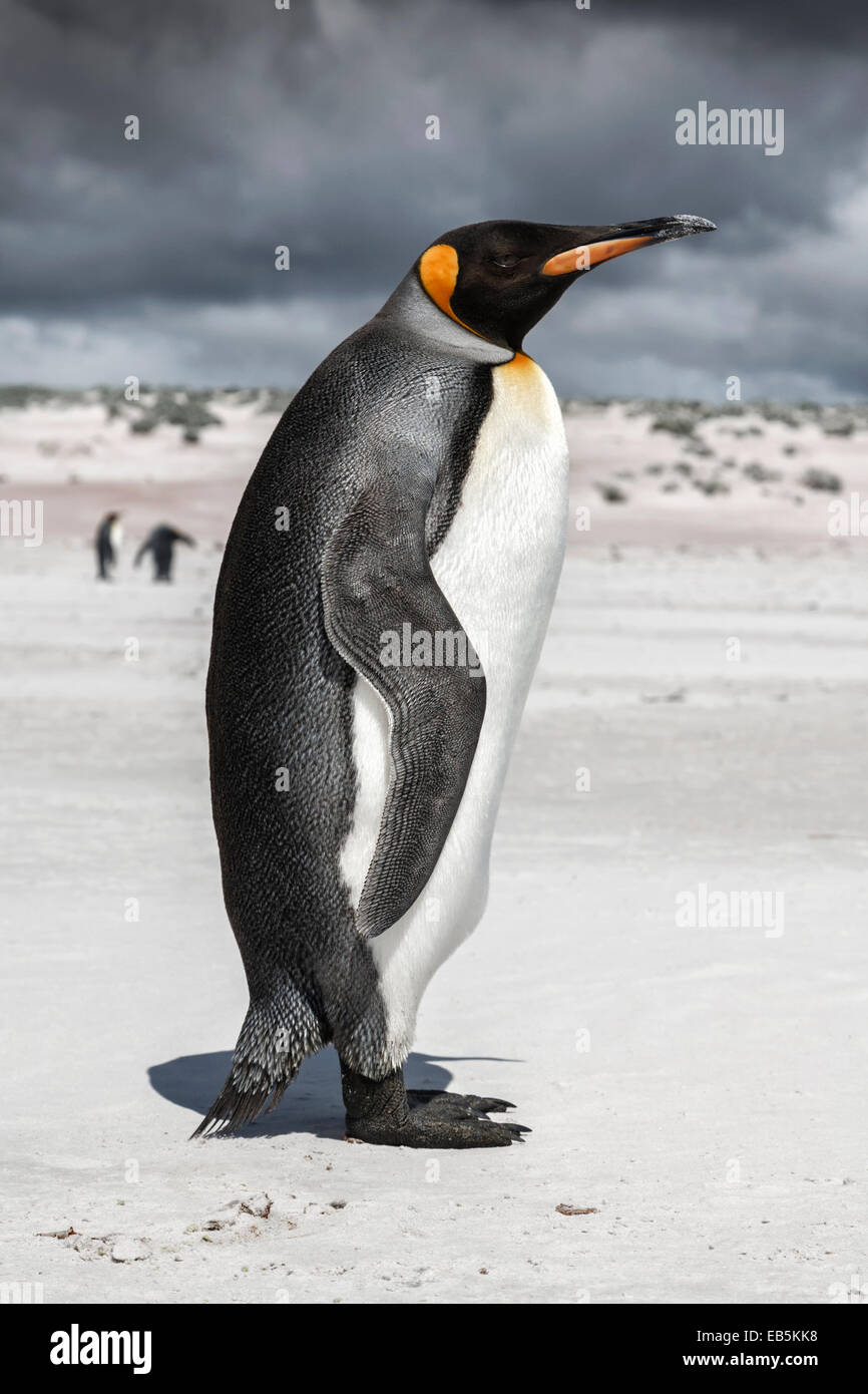 Pinguino reale appoggio Foto Stock
