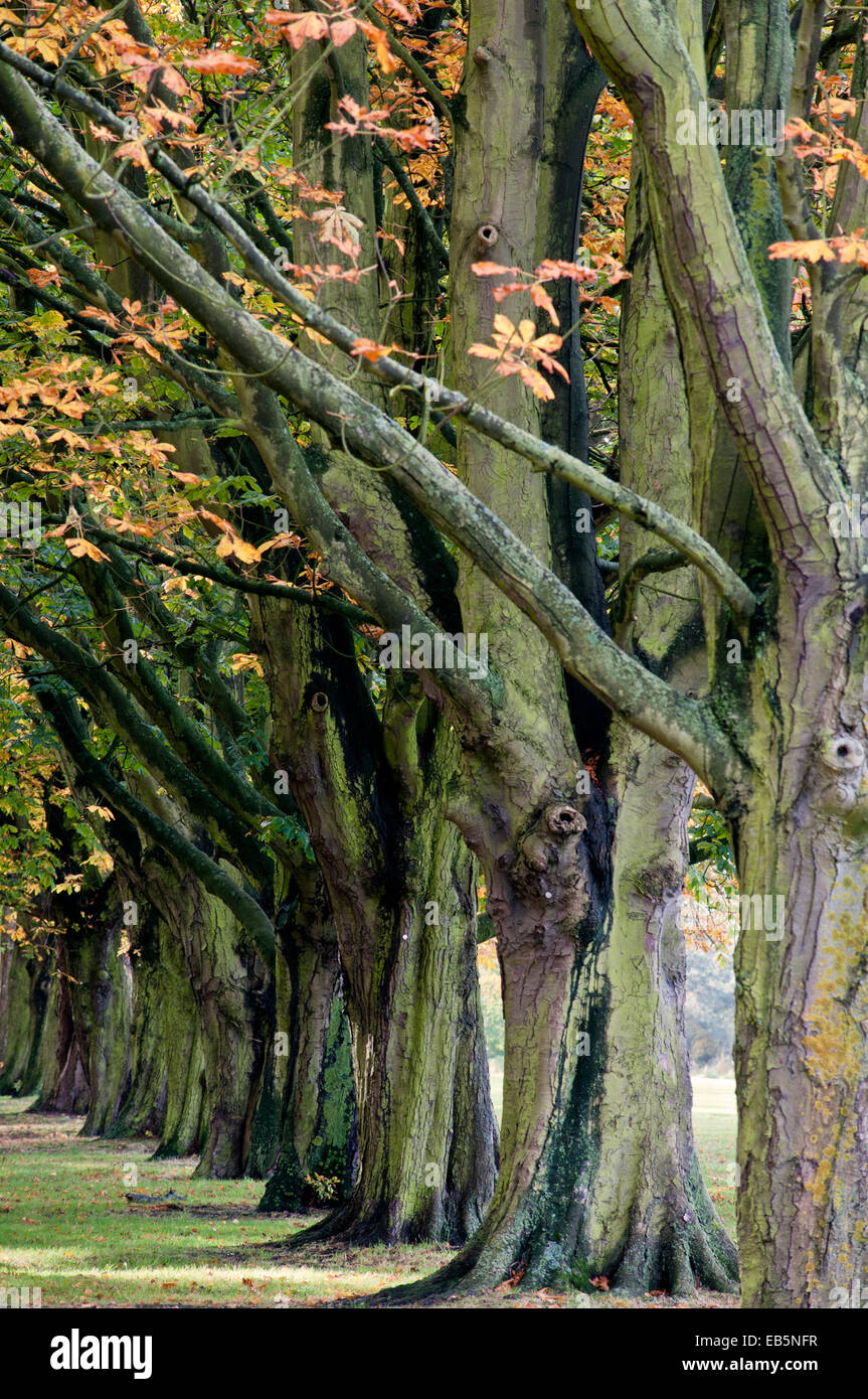 AESCULUS HIPPOCASTANUM Foto Stock
